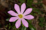 Appalachian rose gentian